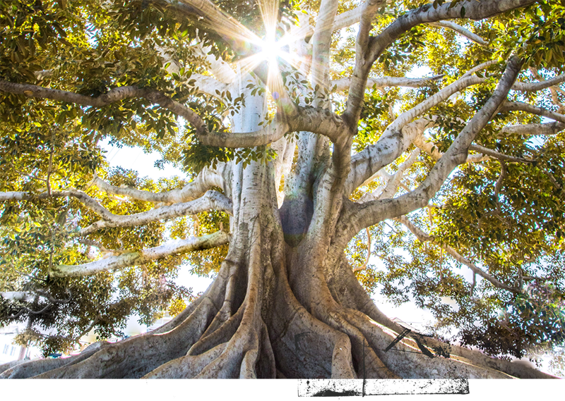 Sunlight shining through tree branches