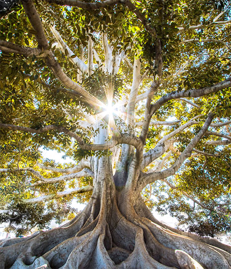 Sun shining through tree branches